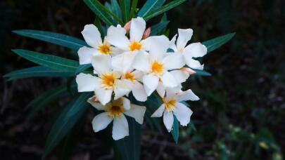 Πικροδάφνη
