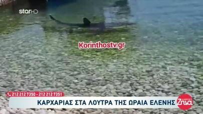 Καρχαρίες Ελλάδα: Ποια Είδη Υπάρχουν Και Πού Εμφανίζονται