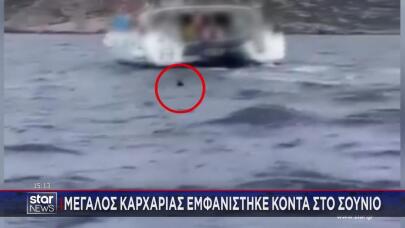 καρχαρίας Ανάβυσσος