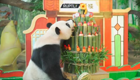 τρίδυμα panda- Party