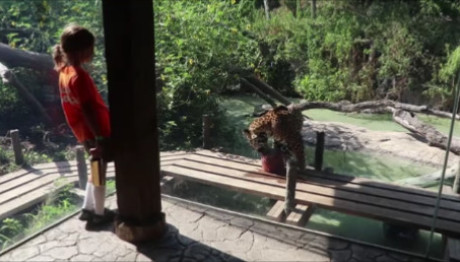 ζώα τρώνε παγωμένο κρέας