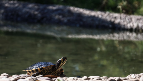 Πεδίον του Άρεως: Aνάπλαση Του Μεγαλύτερου Πάρκου Της Αθήνας