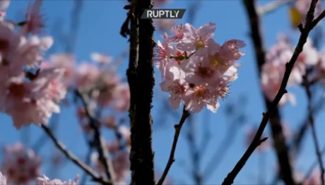 κερασιές σε πλήρη άνθηση
