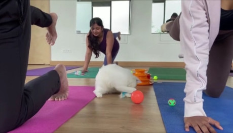 Οι Γάτες Βοηθούν Τους Λάτρεις Της Yoga Στην Ινδία