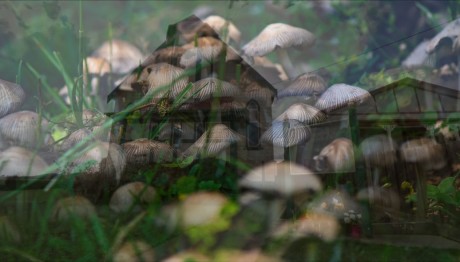 Αυστραλία: Θάνατοι Από Μανιτάρια - Δηλητηρίασε Τα Πεθερικά;