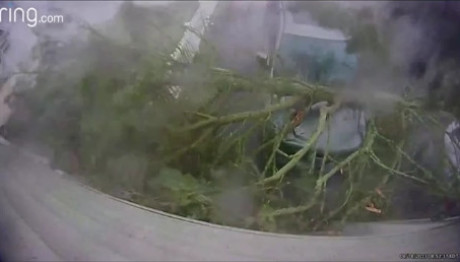 ΗΠΑ: Δέντρο Έσπασε Και Έπεσε Πάνω Σε Ένα Σταθμευμένο Όχημα