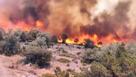 φωτια βοιωτία