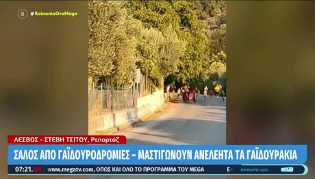 Λέσβος: Παιδιά μαστιγώνουν με βίτσες γαϊδουράκια σε «αγώνες» δρόμου