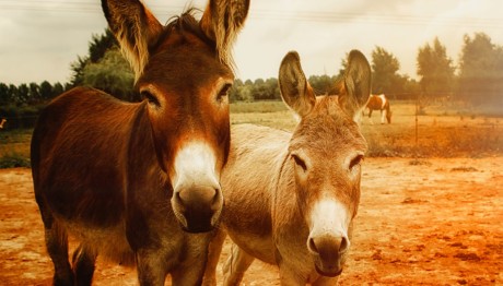 Γαϊδουράκια