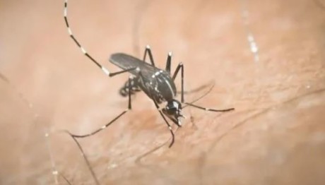 Ιός Δυτικού Νείλου: Στους 11 οι θάνατοι - Oι «κόκκινες» περιοχές