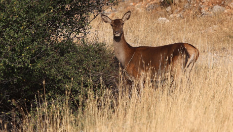 Πάρνηθα: Ελάφι Κάνει Βόλτα Στον Εθνικό Δρυμό Μετά Τις Φωτιές