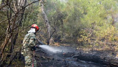 Φωτιά Έβρος: Καίει Για 14η ημέρα - Στο Σουφλί Οι Φλόγες