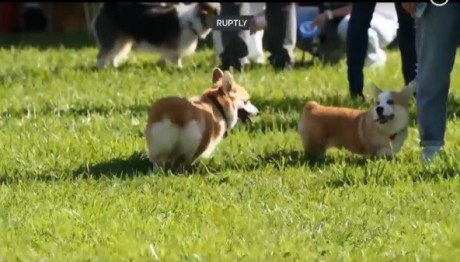 Φεστιβάλ για το Ουαλλικό Κόργκι