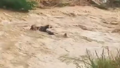 Κακοκαιρία Αττική: Βίντεο Με Άνδρα Που Παρασύρθηκε Από Ρέμα