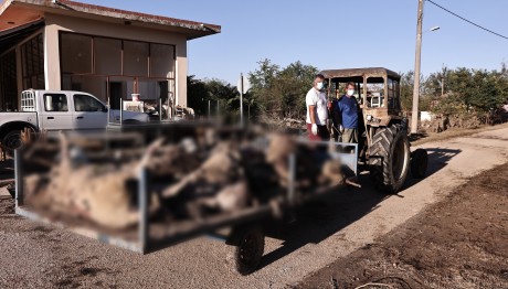 Καρδίτσα: Χιλιάδες Νεκρά Ζώα Στοιβάζονται Για Να Ταφούν