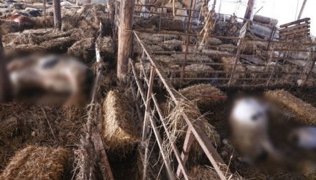 Θεσσαλία: Υγειονομική Βόμβα Τα Νεκρά Ζώα