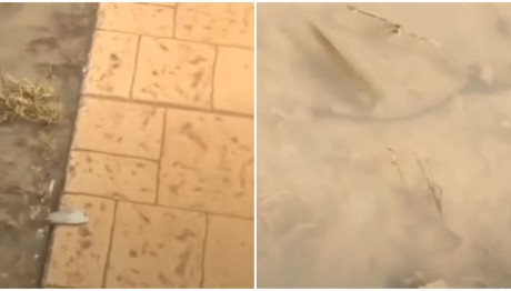 Πλημμύρες: Ψάρια κολυμπούν στα... πεζοδρόμια της Λάρισας - Δείτε βίντεο