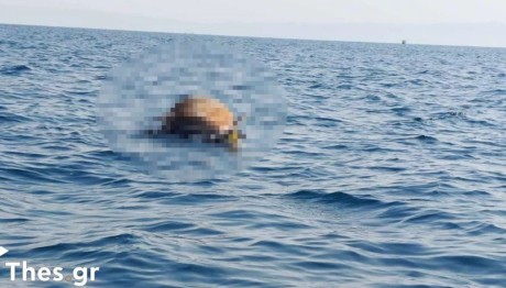 αγελάδα Θερμαϊκός