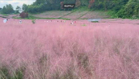 Το ροζ γρασίδι που τραβάει όλα τα βλέμματα