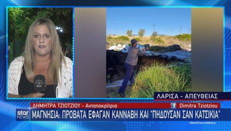 Μαγνησία: Πρόβατα έφαγαν κάνναβη και... πηδούσαν σαν κατσίκια