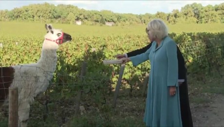 Στο Μπορντώ Κάρολος Και Καμίλα- Η Συνάντησή Τους Με Λάμα