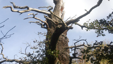 δέντρο Sherwood Forest