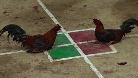 Mία κοκορομαχία που έγινε παράδοση