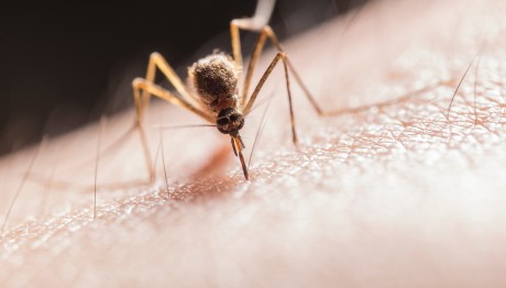 Ιός Δυτικού Νείλου: Αύξηση Θανάτων Και Κρουσμάτων