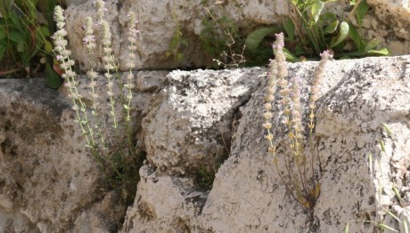 Μικρομέρια