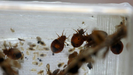 Κοριοί: Νέο Κρούσμα Σε Ξενοδοχείο Της Αθήνας