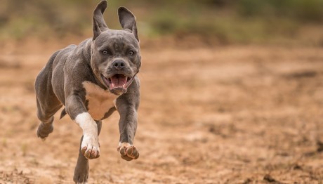 Αρτέμιδα: Πιτ Μπουλ Δάγκωσε 11χρονο