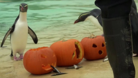 ζωολογικός κήπος Halloween