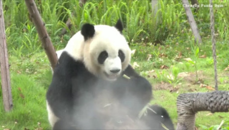 Γιγάντιο panda απολαμβάνει ένα φρέσκο σνακ