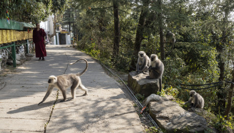 Πίθηκος Επιτέθηκε Και Σκότωσε 10χρονο Αγόρι