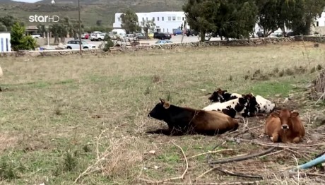Mύκονος: Θρήνος για τον 39χρονο Μιχάλη που βρήκε τραγικό θάνατο από αγελάδα