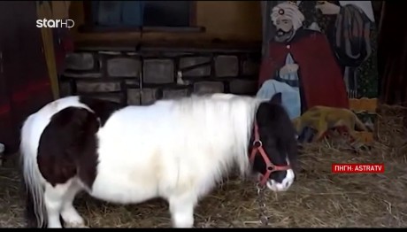 «Πόλεμος» για τη φάτνη με τα αληθινά ζώα στον Βόλο