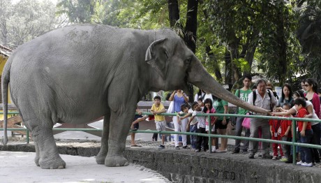 Φιλιππίνες: Πέθανε Η Μάλι Ο Ελέφαντας