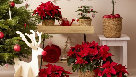 Αλεξανδρινό