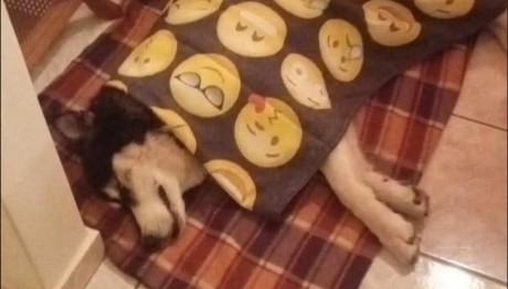 Αράχωβα: Κακοποίησαν Σκύλο Μέχρι Θανάτου