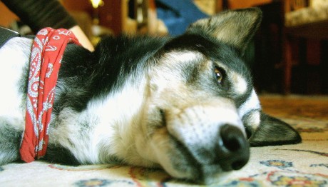 Αράχωβα: Παρέμβαση Εισαγγελέα Για Την Κτηνωδία Με Το Χάσκι