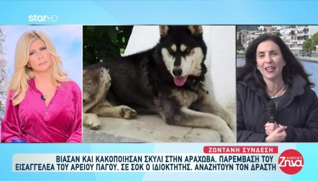 Αράχωβα: Ανάστατοι Οι Κάτοικοι Από Την Κακοποίηση Του Σκύλου