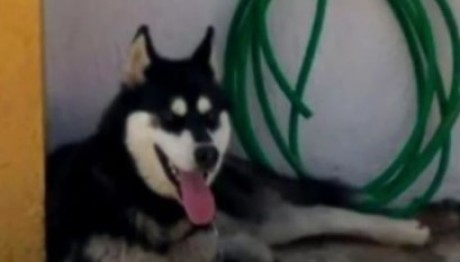 Αράχωβα: Τι Λέει Ο Ιδιοκτήτης Του Σκύλου Που Κακοποιήθηκε