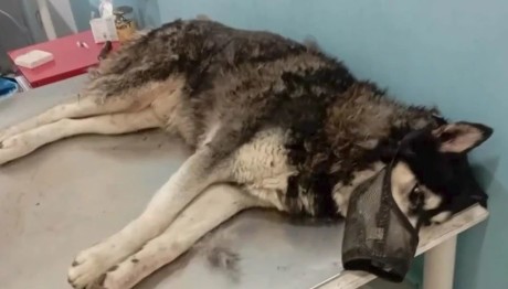 Αράχωβα: Ελέγχεται Ο Ιδιοκτήτης Του Σκύλου