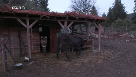 Φάρμα: Ο Τσάμης Άφησε Εκτός Στάβλου Τα Γαϊδουράκια