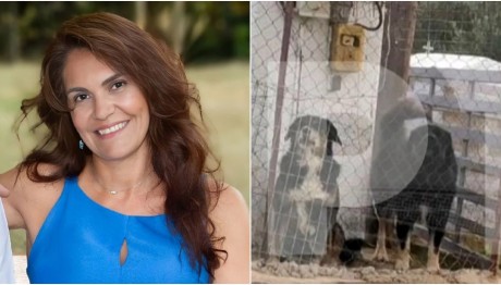 Θεσσαλονίκη: Ελεύθερα Κυκλοφορούσαν Τα Σκυλιά - Ήταν Άγρια