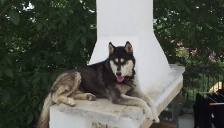 Αράχωβα: Συγκάληψη Καταγγέλλει Ο Ιδιοκτήτης του Όλιβερ