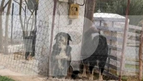 Θεσσαλονίκη: «Ο ιδιοκτήτης των σκυλιών είχε κάνει απόπειρα βιασμού»