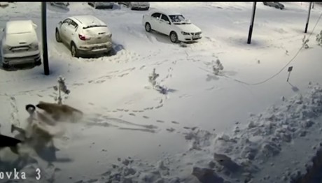 Ρωσία: Αγέλη Σκύλων Επιτέθηκε Σε 9χρονο Κοριτσάκι - Βίντεο