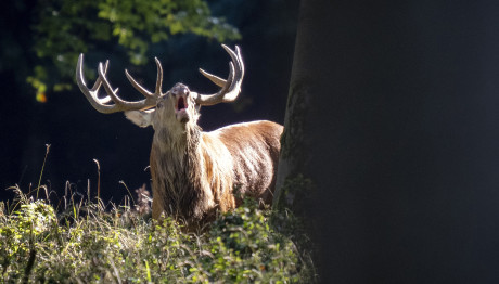 Νόσος Ελαφιών Ζόμπι: Φόβοι Για Μετάδοση Στον Άνθρωπο