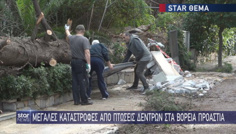 Φιλοθέη πτώση δέντρου